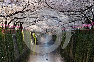 Cherry-blossom (or Sakura) trees at Meguro riverside,Tokyo