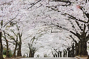 Cherry blossom or Sakura tunnel in japanese park