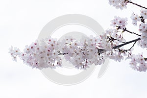 Cherry blossom sakuras of Tokyo in Japan