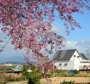 Cherry blossom at Sapa town in Laocai, Vietnam