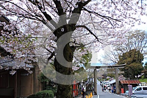 Cherry Blossom Season.Japan