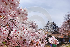 Cherry Blossom Season at Kumamoto Castle