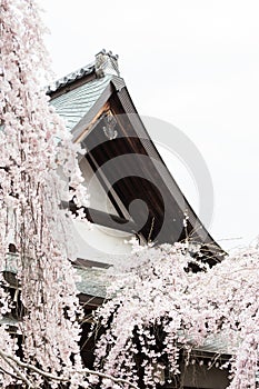 Cherry blossom season in Nara