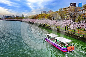 Cherry Blossom Season at Osaka
