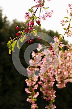 Cherry blossom season. Sacura braches in bloom during springtime