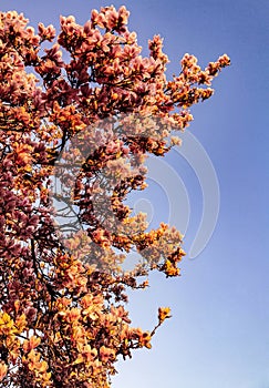 Cherry Blossom Season Springtime Netherlands