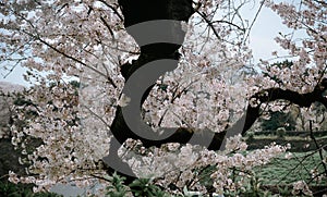 Cherry blossom season in Tokyo, Japan