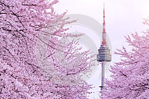 Cherry Blossom with seoul tower. photo