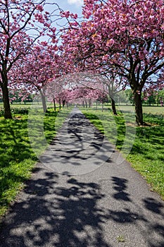 Cherry Blossom Shadows on a Footpath.
