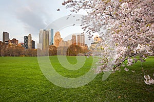 Cherry Blossom at Sheep Meadow