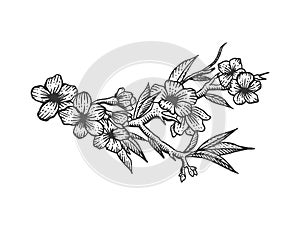 Cherry blossom sketch engraving vector