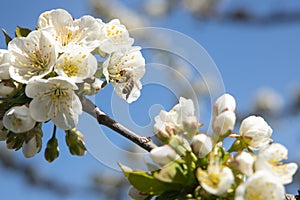 Cherry blossom with sky background and a bee close up