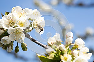 Cherry blossom with sky background and a bee close up