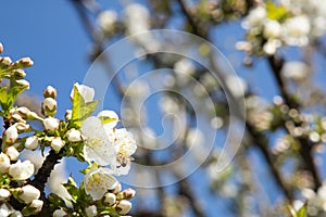 Cherry blossom with sky background and a bee close up