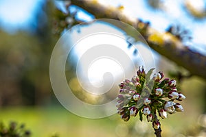 Cherry blossom with sky background and a bee close up