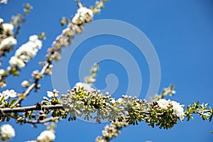 Cherry blossom with sky background and a bee close up