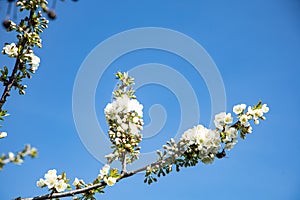 Cherry blossom with sky background and a bee close up