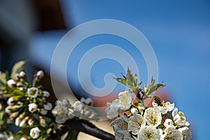 Cherry blossom with sky background and a bee close up