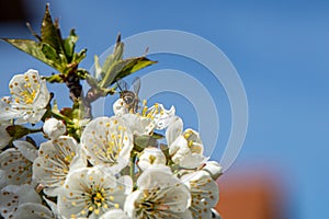 Cherry blossom with sky background and a bee close up