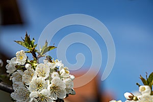 Cherry blossom with sky background and a bee close up