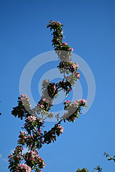 Cherry blossom and sky