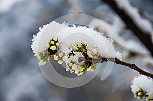 cherry blossom of snow