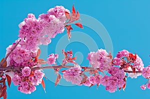 Cherry blossom and snow, Prunus serrulata, sakura