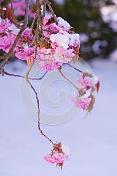 Cherry blossom and snow, Prunus serrulata, sakura