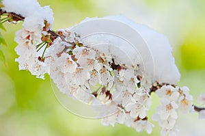 Cherry blossom and snow, Prunus serrulata, sakura