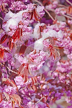 Cherry blossom and snow, Prunus serrulata, sakura