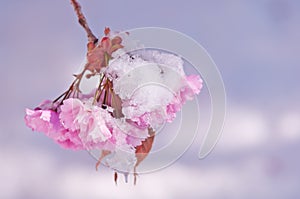 Cherry blossom and snow, Prunus serrulata, sakura