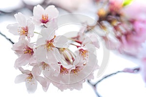 Cherry Blossom with Soft focus, Sakura season in japan,Background.