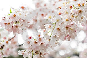 Cherry Blossom with Soft focus, Sakura season in japan,Background.