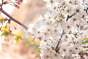 Cherry Blossom with Soft focus, Sakura season in japan,Background.