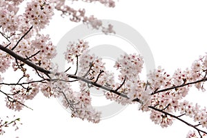 Cherry Blossom with Soft focus, Sakura season in japan,Background.