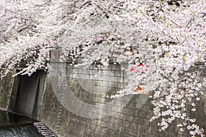 Cherry Blossom with Soft focus, Sakura season in japan,Background.