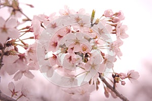Cherry Blossom with Soft focus, Sakura season in japan,Background.