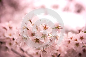 Cherry Blossom with Soft focus, Sakura season in japan,Background.