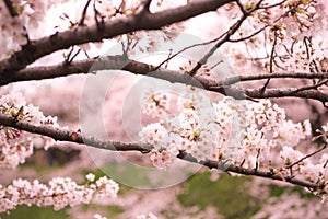 Cherry Blossom with Soft focus, Sakura season in japan,Background.