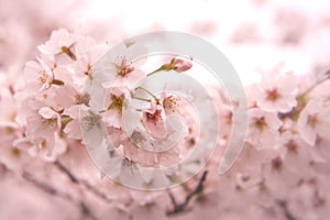 Cherry Blossom with Soft focus, Sakura season in japan,Background.