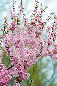Cherry blossom with soft focus, spring sakura blossom.