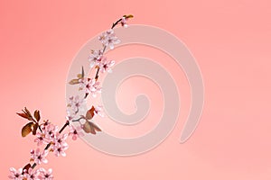 Cherry blossom on soft pink background, copy space for banner or gift card design. Spring background concept.