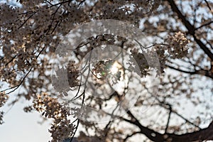 Cherry blossom at Sotobori Park. Tokyo, Japan.