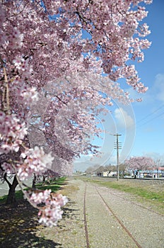 Cherry Blossom at south island of New Zealand