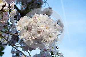 Cherry blossom in spring