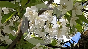 Cherry blossom in spring