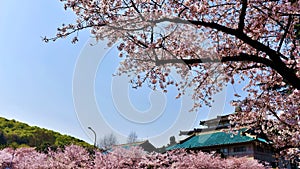 Cherry Blossom in spring