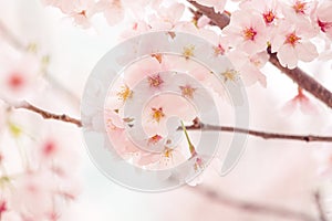 Cherry blossom in spring