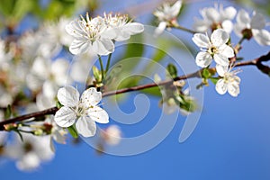 Cherry blossom in spring on background of blue sky