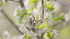 Cherry blossom in spring for background. Branch with white flowers in spring bloom. Slow motion.